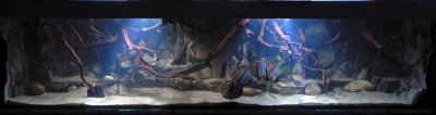 aquarium_5.jpg
