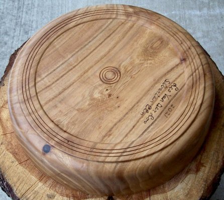Siberian Elm bottom.jpeg Siberian Elm bottom.jpeg