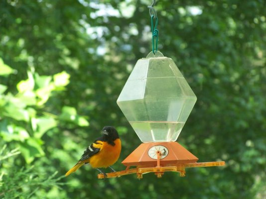 Oriole feeder.jpg