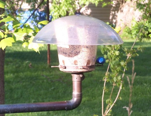 Blue Bunting on feeder.jpg