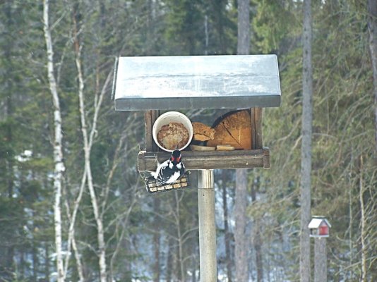 Feeder & Wood pecker.jpg