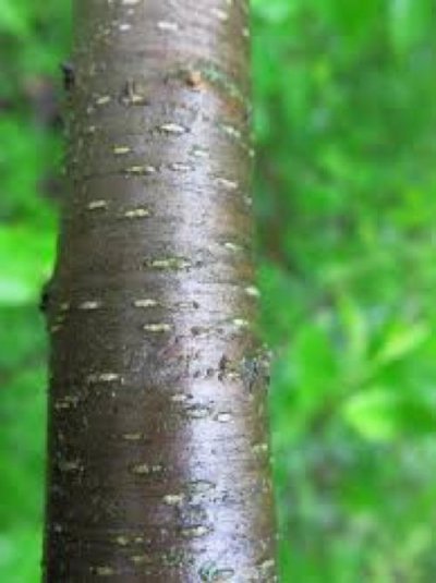 Young Black Cherry bark.jpg