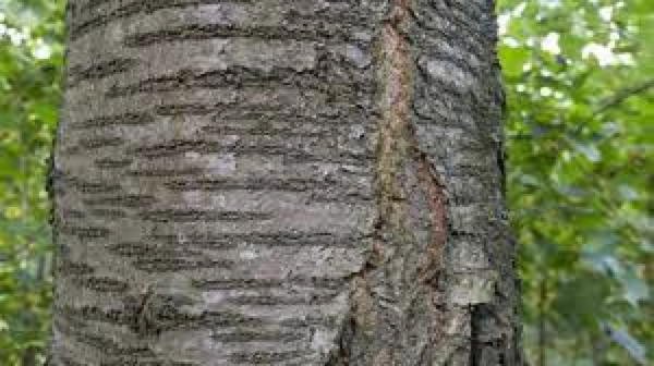 Older Black Cherry bark.jpg