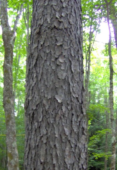 Prunus serotin bark.jpg