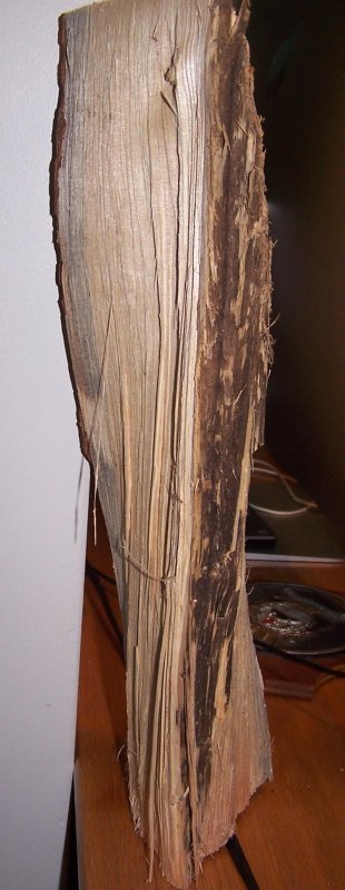 twisted wood.jpg