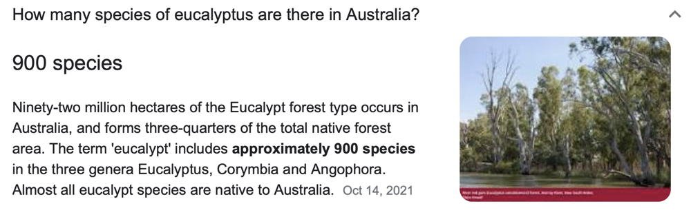 eucalyptus.jpg