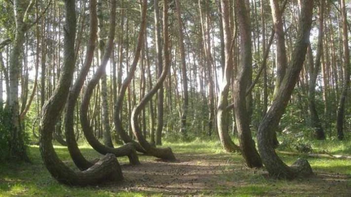 default-1464356185-1391-what-could-have-caused-poland-s-crooked-forest.jpg