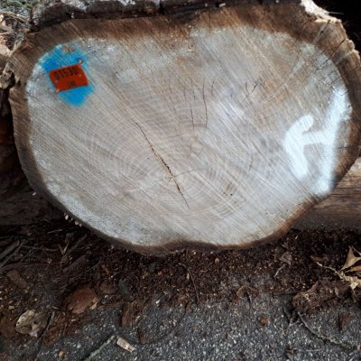 220708 zelkova 06.jpg 220708 zelkova 06.jpg
