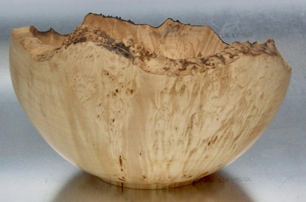 Manitoba Maple burl.jpg Manitoba Maple burl.jpg