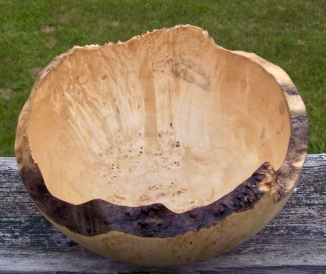 Manitoba Maple with black fungus coloration.jpg Manitoba Maple with black fungus coloration.jpg