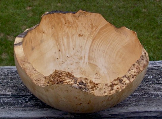 Manitoba Maple showing burl points.jpg Manitoba Maple showing burl points.jpg