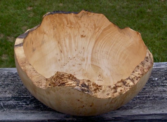 Manitoba Maple showing burl points.jpg