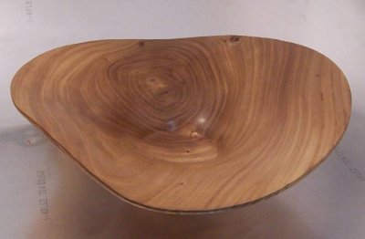 Siberian twisted Elm.jpg Siberian twisted Elm.jpg