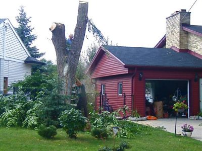 Siberian Elm.jpg Siberian Elm.jpg