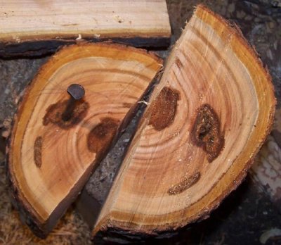 Cherry brown rot.jpg Cherry brown rot.jpg