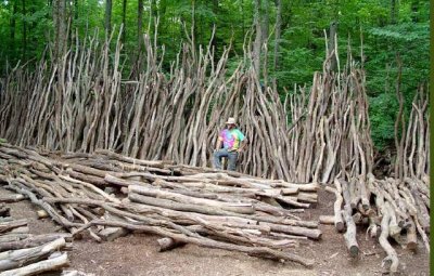 Black Locust limbs.jpg