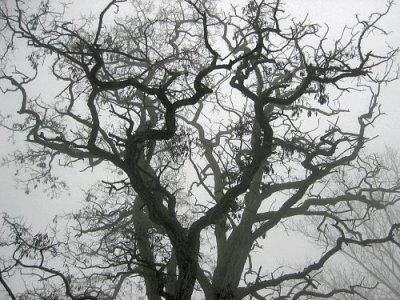 black_locust tree.jpg