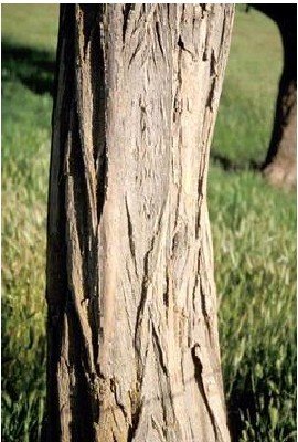 Black Locust tree bark.jpg