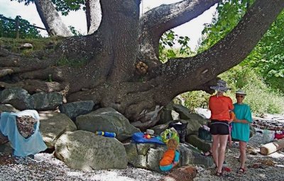 Big Leaf Maple.jpg