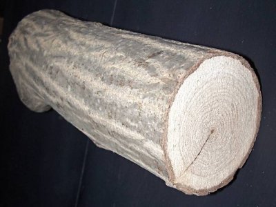 Butternut log.jpg Butternut log.jpg