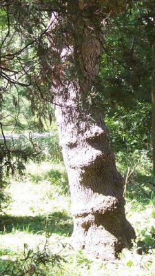 Acer negundo.jpg Acer negundo.jpg