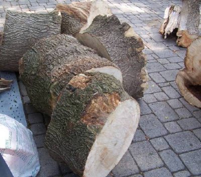 Acer negundo cutup.jpg Acer negundo cutup.jpg