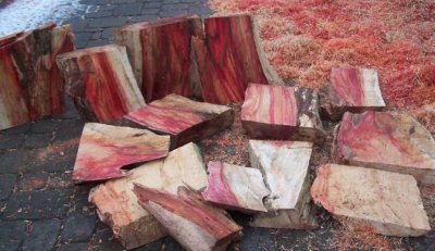 Manitoba Maple log red.jpg