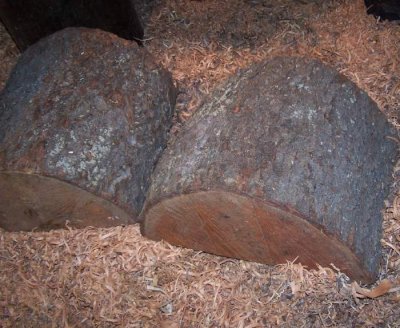 Black Cherry blanks.jpg Black Cherry blanks.jpg