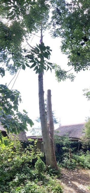 IMG_1157.jpeg