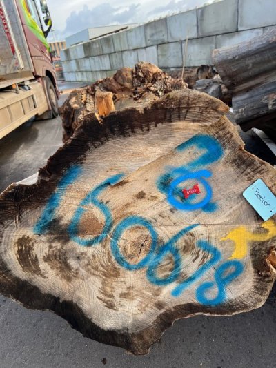 unieke-iepenstam-aankoop-becker-woodsupply-geclaimd.jpg.jpeg