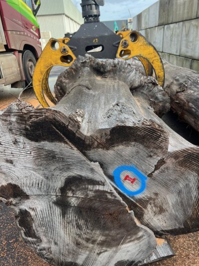 geente-iepenstam-ent-knol-kraan-becker-woodsupply.jpg.jpeg