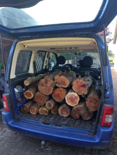 taxus.jpg taxus.jpg