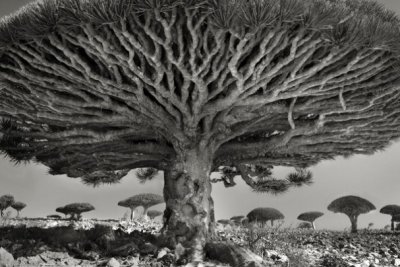 oude-bomen-1.jpg oude-bomen-1.jpg