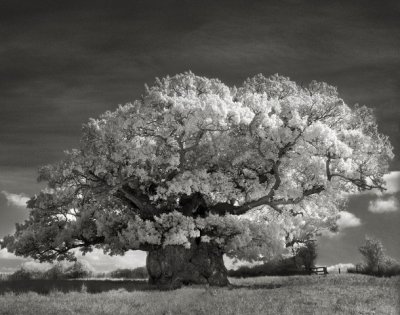 oude-bomen-3.jpg oude-bomen-3.jpg