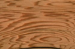 Western red cedar.jpg Western red cedar.jpg
