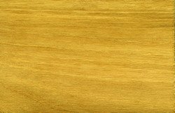 Robinia.jpg Robinia.jpg