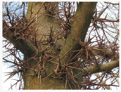 Honey Locust tree.jpg Honey Locust tree.jpg