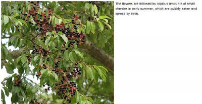 Black Cherry.jpg