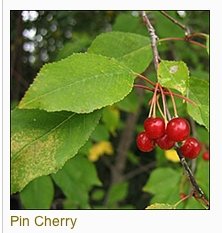 Pin Cherry.jpg