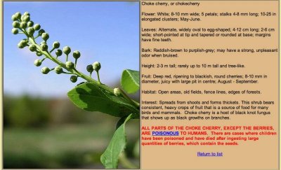 choke cherry.jpg