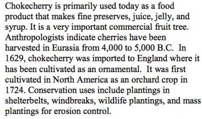 Choke Cherry uses.jpg