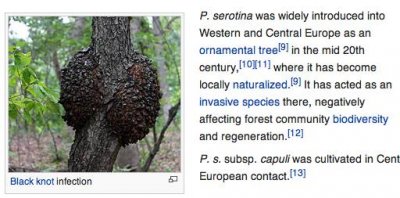 Prunus serotina = vogel kers ??.jpg