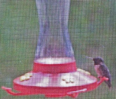 Male rubythroated humming bird.jpg