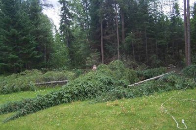 clearing Balsam Firs.jpg