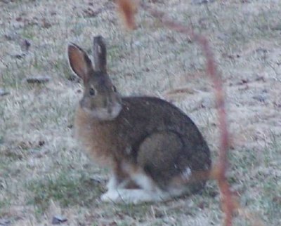 snowshoe hare.jpg snowshoe hare.jpg