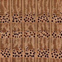 red-oak-endgrain-zoom-200x200.jpg