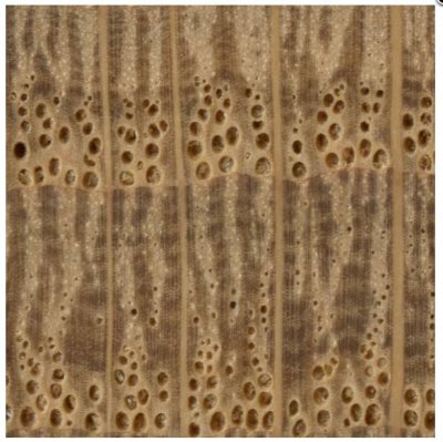 Quercus robur endgrain 10x.jpg