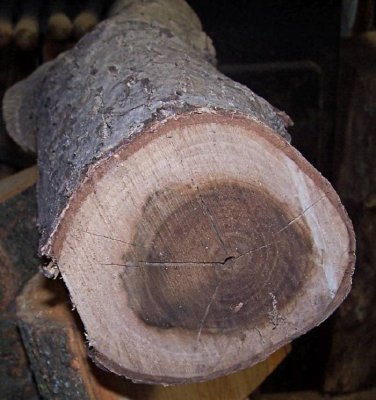 Carpathian Walnut.jpg