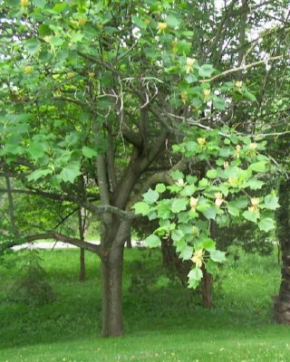 flowering Tulip tree.jpg