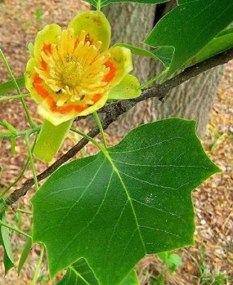 tulip tree.jpg